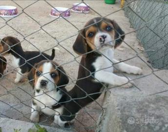 Beagle tricolore