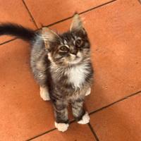 Maine coon