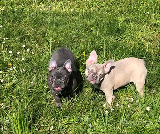 Bouledogue francese