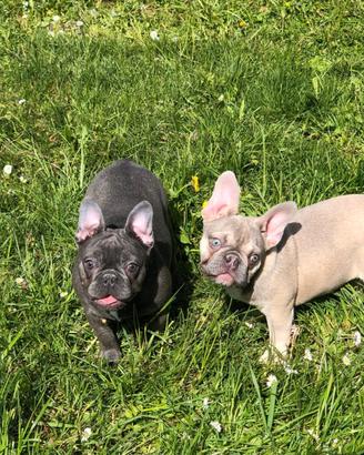 Bouledogue francese
