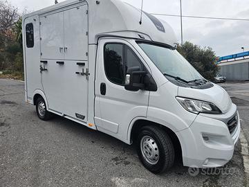 Fiat Ducato trasporto cavalli