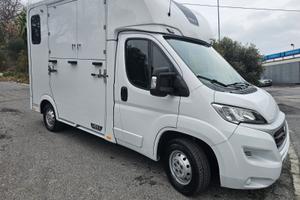 Fiat Ducato trasporto cavalli