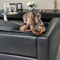 Bassotto maschio x accoppiamento