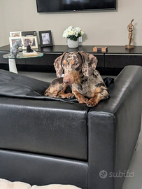 Bassotto maschio x accoppiamento