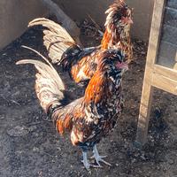 Galline Padovana Tricolore