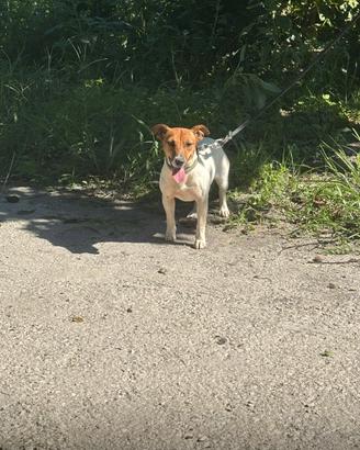 Jack russell