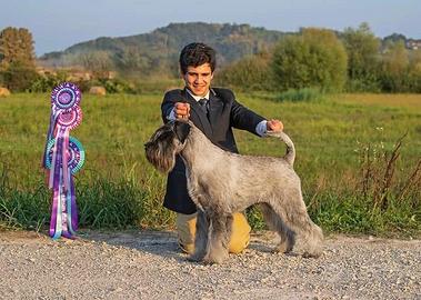 Cuccioli Schanuzer pepe e sale