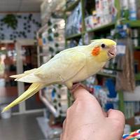 Calopsite allevate a mano