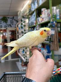 Calopsite allevate a mano