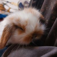 Conigli ariete fuzzy lop
