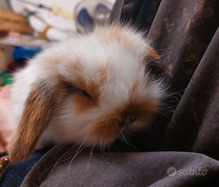Conigli ariete fuzzy lop