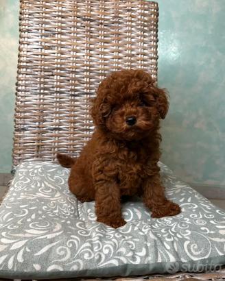 Cucciola Barboncino Mini Toy