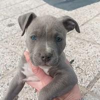 Amstaff Blu