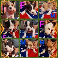 Cuccioli Amstaff