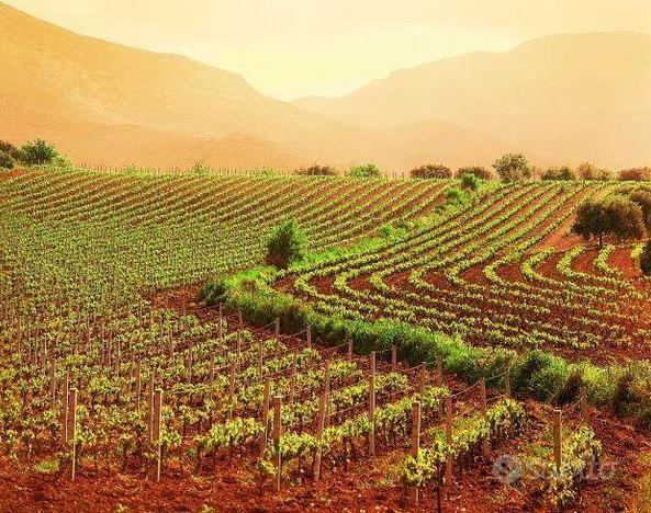 Terreno Agricolo a Mira