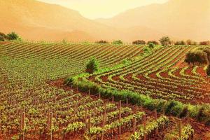 Terreno Agricolo a Mira