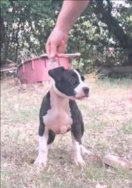Cucciolo amstaff
