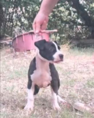Cucciolo amstaff
