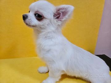 Chihuahua bianco