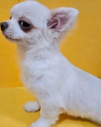 Chihuahua bianco