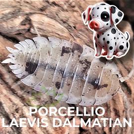 Isopodi Porcellio Laevis Dalmatian