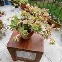 Pianta Sedum Palmeri 