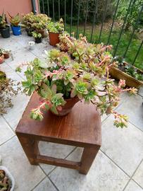 Pianta Sedum Palmeri 