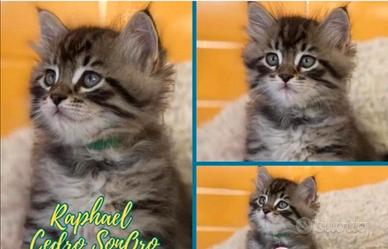 Cuccioli gattini siberiani