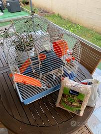 Coppia criceto dorato