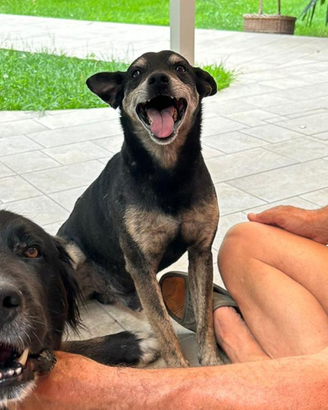 Cane metticio