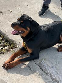 Rottweiler