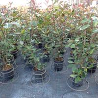 PIANTE SIEPE PHOTINIA RED ROBIN
