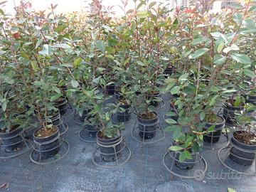 PIANTE SIEPE PHOTINIA RED ROBIN