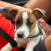 Jack russel di 2 mesi maschio