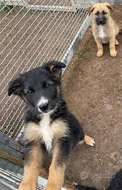 Cuccioli incroci tra pastore tedesco