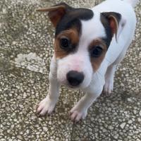Jack Russell Terrier