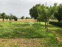 ter-agricolo-a-pianiga