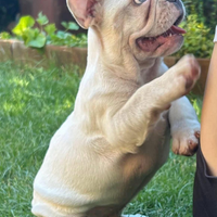 Esclusiva femminuccia PLATINUM bulldog francese