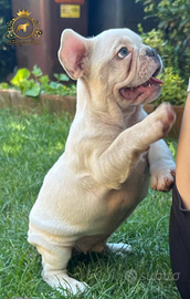 Esclusiva femminuccia PLATINUM bulldog francese