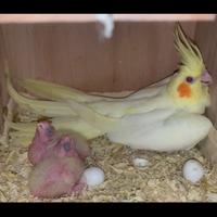 Pappagalli