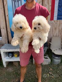Cucciole e cuccioli di Barboncino Bianco