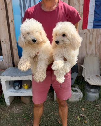 Cucciole e cuccioli di Barboncino Bianco