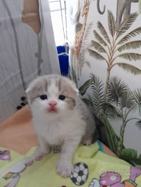 Scottish fold