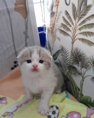 Scottish fold