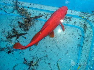Pesce rosso da laghetto