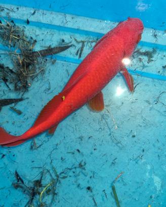 Pesce rosso da laghetto