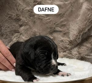 Cuccioli di Cane Corso con pedigree