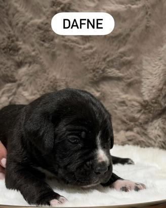 Cuccioli di Cane Corso con pedigree