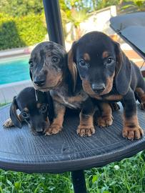 Cuccioli di bassotto