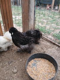Gallo